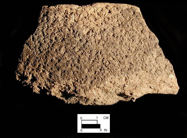 Mockley rim sherd from the Carey Farm, 7K-D-3 (Courtesy of the Delaware State Museums.)